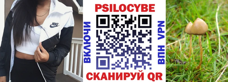 Псилоцибиновые грибы Psilocybe  купить   Гурьевск 
