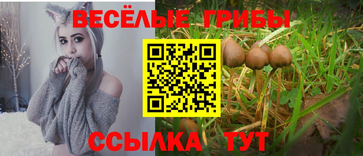 Псилоцибиновые грибы Cubensis  Вход с VPN  Гурьевск 